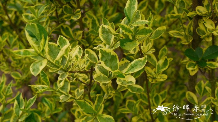 银白卵叶女贞Ligustrum ovalifolium ‘Argenteum’