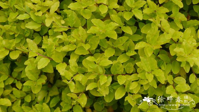 柠檬黄卵叶女贞Ligustrum ovalifolium 'Lemon and line'