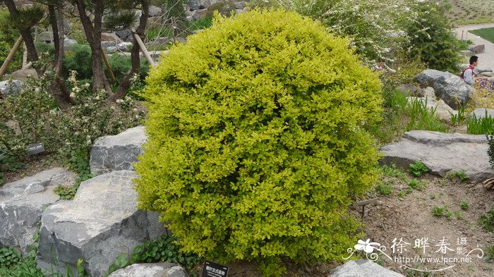 柠檬黄卵叶女贞Ligustrum ovalifolium 'Lemon and line'