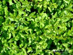 女贞 Ligustrum quihoui