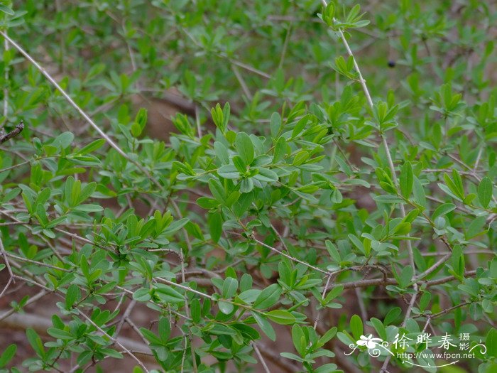 女贞 Ligustrum quihoui