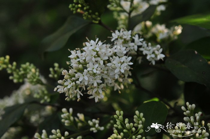 山指甲Ligustrum sinense 山指甲Ligustrum sinense