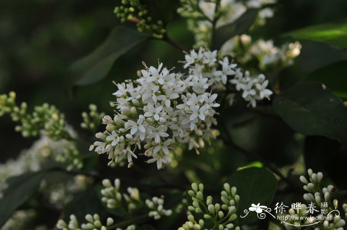 山指甲Ligustrum sinense