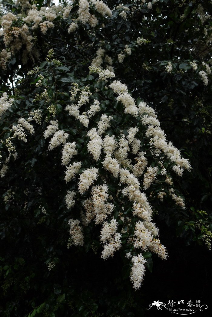 山指甲Ligustrum sinense 山指甲Ligustrum sinense