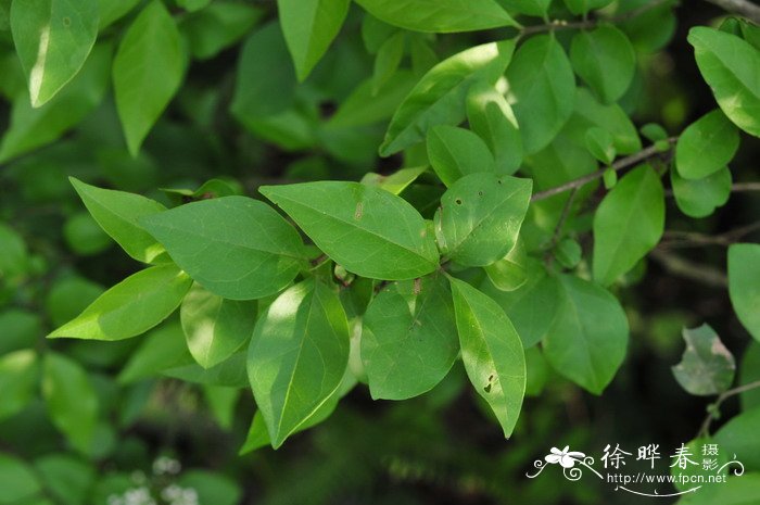 山指甲Ligustrum sinense 山指甲Ligustrum sinense