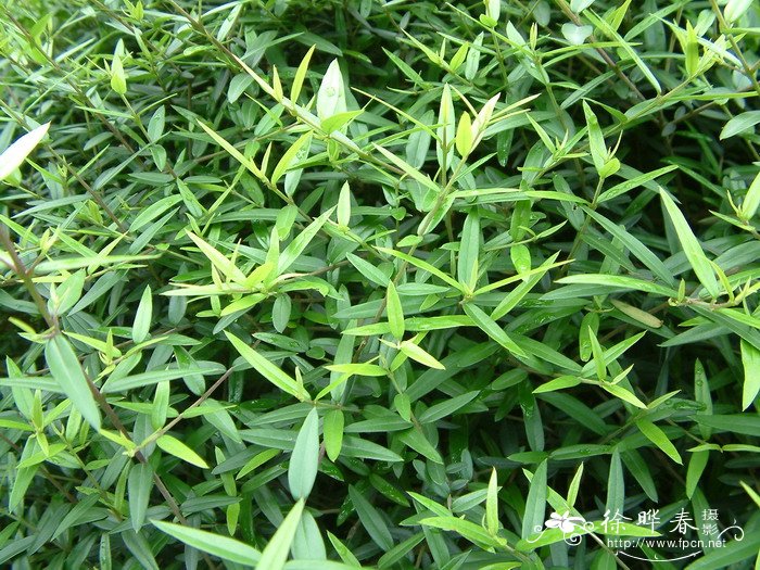 尖叶木犀榄 Olea europaea subsp. cuspidata 尖叶木犀榄 Olea europaea subsp. cuspidata
