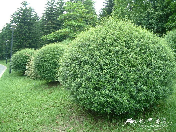 尖叶木犀榄 Olea europaea subsp. cuspidata