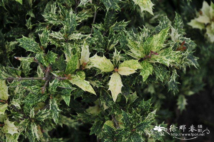 三色柊树Osmanthus heterophyllus ‘Tricolor’