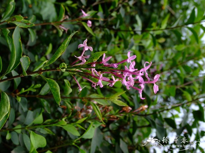 什锦丁香 Syringa × chinensis