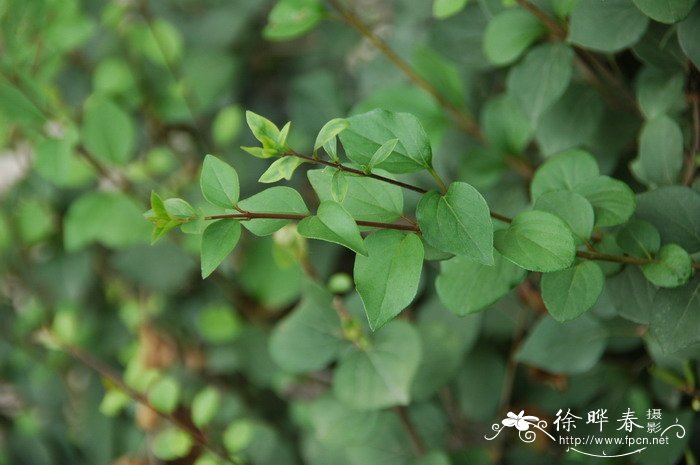 什锦丁香 Syringa × chinensis