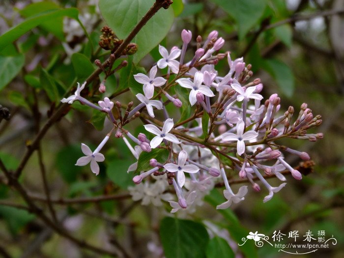 华北紫丁香Syringa oblata