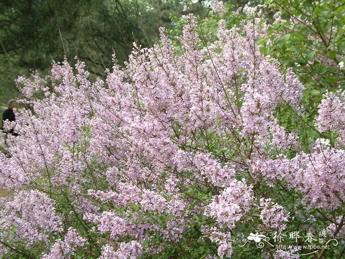 华北紫丁香Syringa oblata