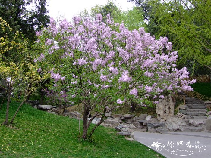 华北紫丁香Syringa oblata 华北紫丁香Syringa oblata