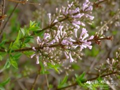  波斯丁香Syringa persica