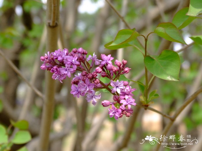 欧洲丁香Syringa vulgaris