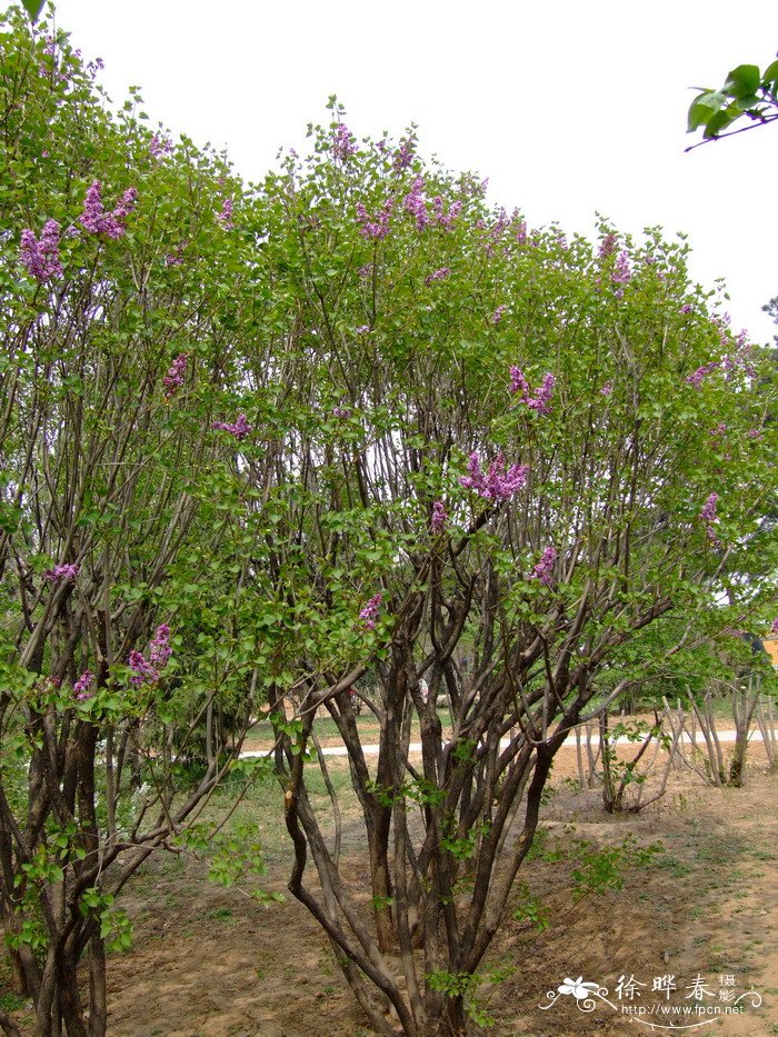 欧洲丁香Syringa vulgaris