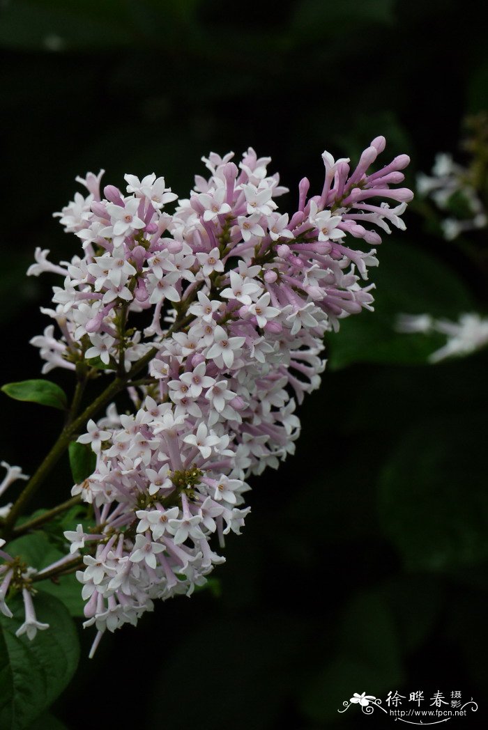 辽东丁香 Syringa wolfii