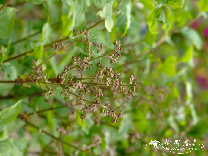 关东丁香 Syringa pubescens subsp. patula