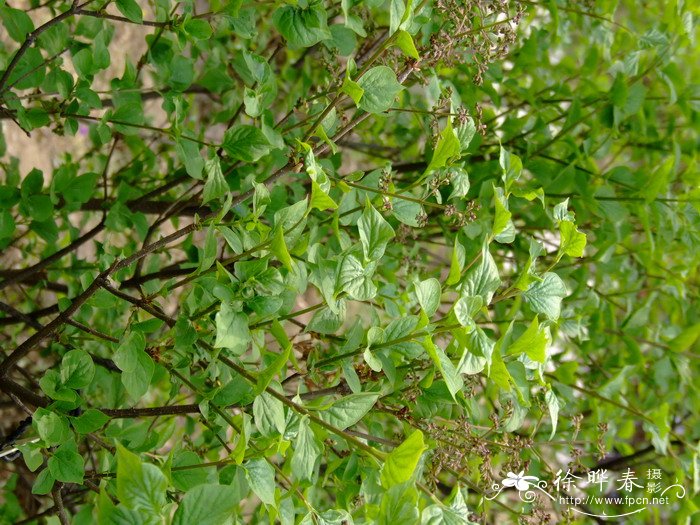 关东丁香 Syringa pubescens subsp. patula