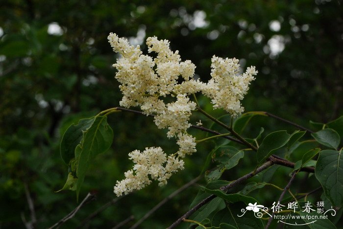 暴马丁香Syringa reticulata subsp. amurensis 暴马丁香Syringa reticulata subsp. amurensis