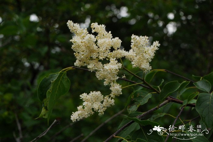 暴马丁香Syringa reticulata subsp. amurensis