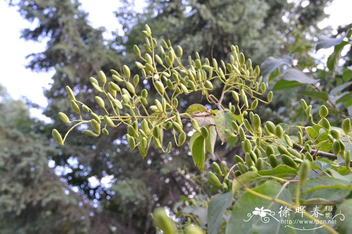 暴马丁香Syringa reticulata subsp. amurensis