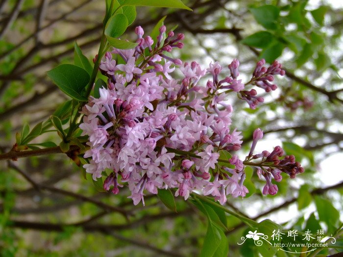 欧洲丁香Syringa vulgaris 欧洲丁香Syringa vulgaris