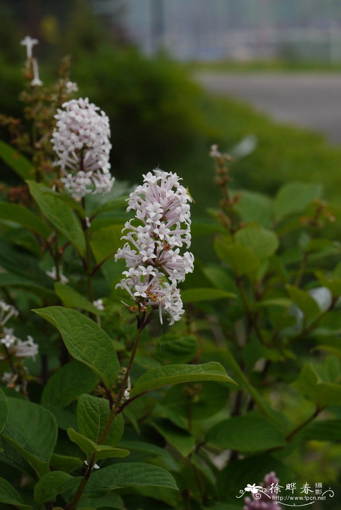 辽东丁香 Syringa wolfii 辽东丁香 Syringa wolfii