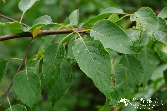 辽东丁香 Syringa wolfii