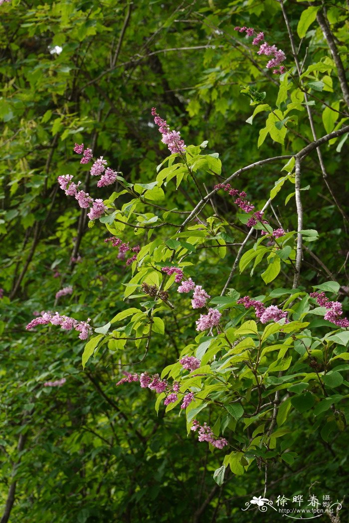 辽东丁香 Syringa wolfii