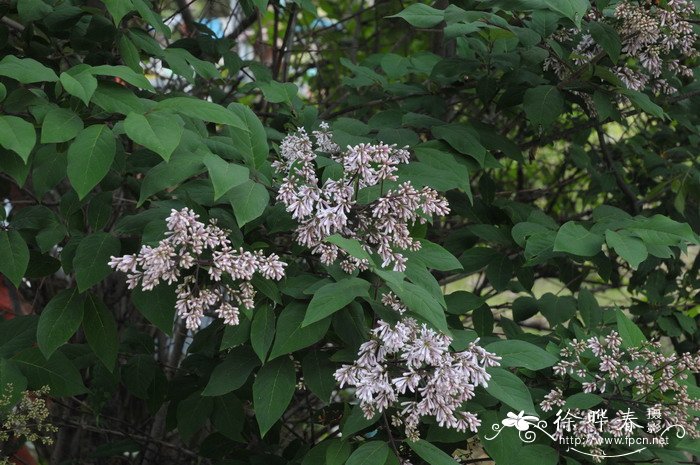 云南丁香Syringa yunnanensis 云南丁香Syringa yunnanensis