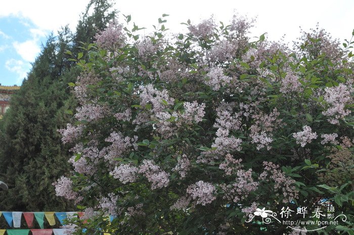 云南丁香Syringa yunnanensis
