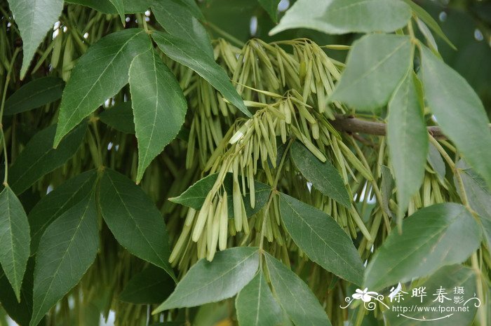 白腊Fraxinus chinensis 白腊Fraxinus chinensis