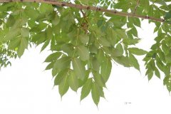 水曲柳Fraxinus mandshurica