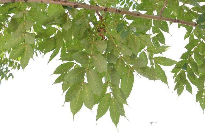 水曲柳Fraxinus mandshurica 水曲柳Fraxinus mandshurica