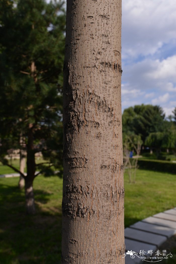 水曲柳Fraxinus mandshurica 水曲柳Fraxinus mandshurica