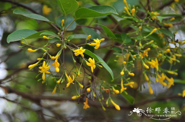 光素馨Jasminum subhumile 光素馨Jasminum subhumile