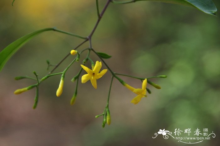 光素馨Jasminum subhumile