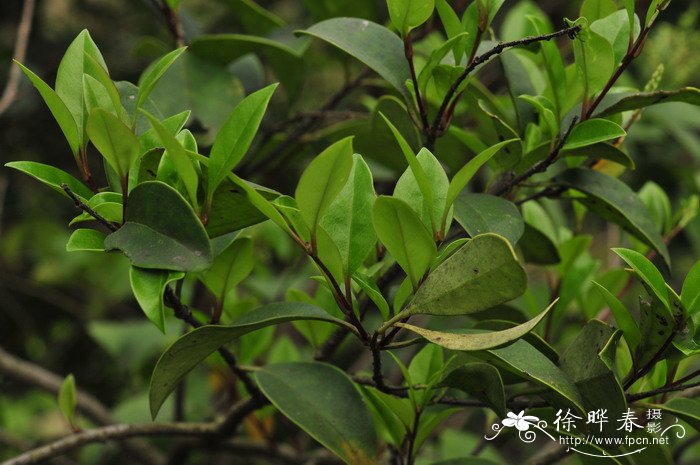 日本女贞Ligustrum japonicum 日本女贞Ligustrum japonicum
