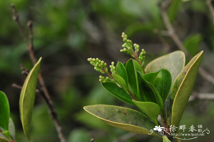 日本女贞Ligustrum japonicum 日本女贞Ligustrum japonicum