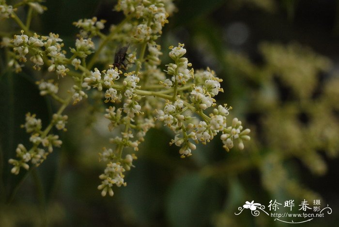 女贞 Ligustrum lucidum