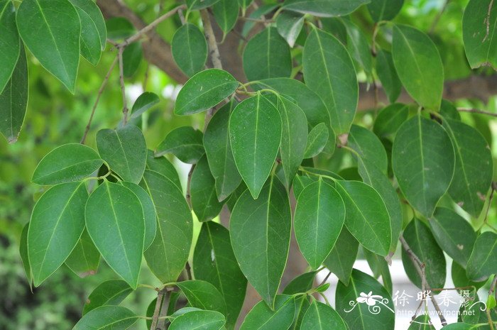 女贞 Ligustrum lucidum