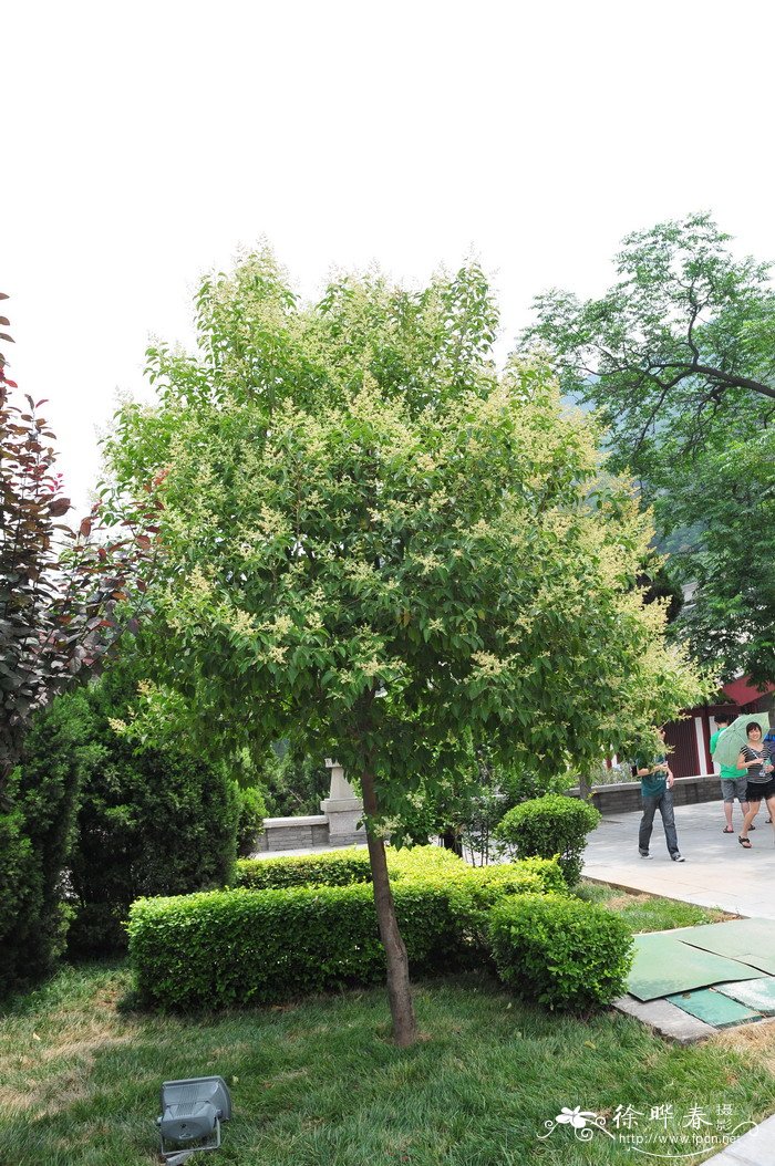 女贞 Ligustrum lucidum 女贞 Ligustrum lucidum