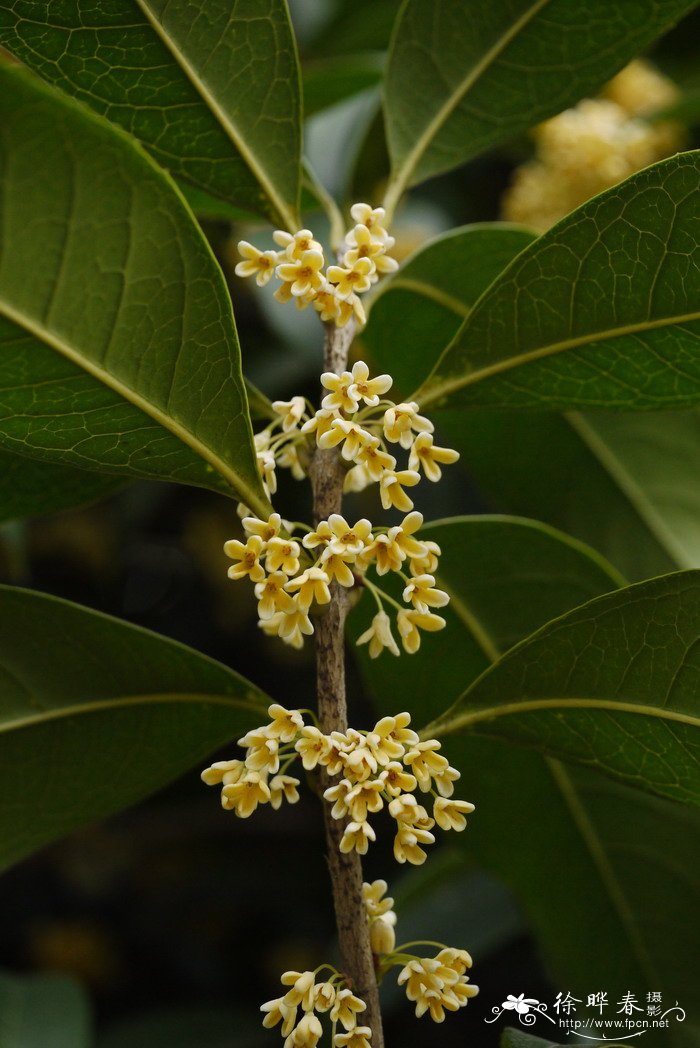 桂花Osmanthus fragrans