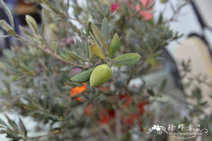 油橄榄Olea europaea 油橄榄Olea europaea