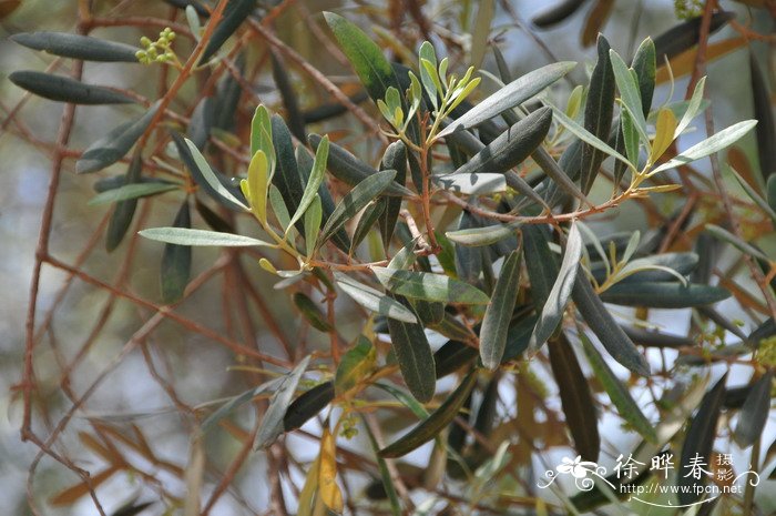 油橄榄Olea europaea