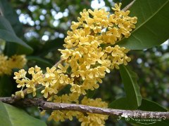 桂花Osmanthus fragrans