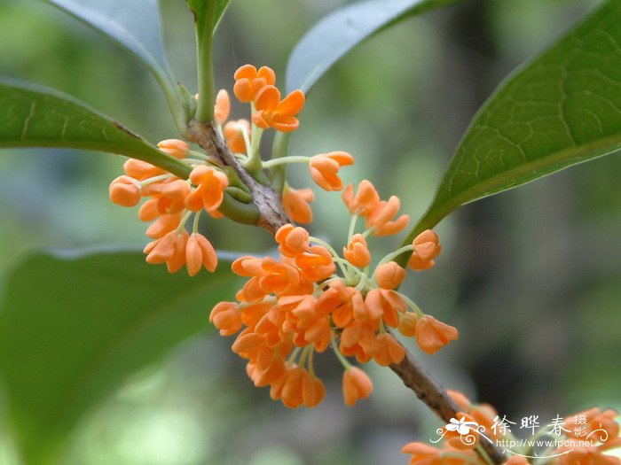 桂花Osmanthus fragrans