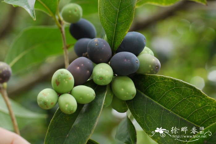 桂花Osmanthus fragrans