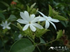樟叶素馨Jasminum cinnamomifolium
